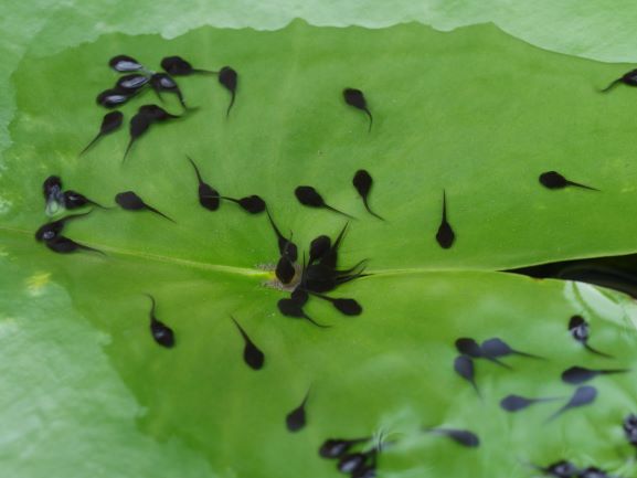 Cane toad tadpoles online